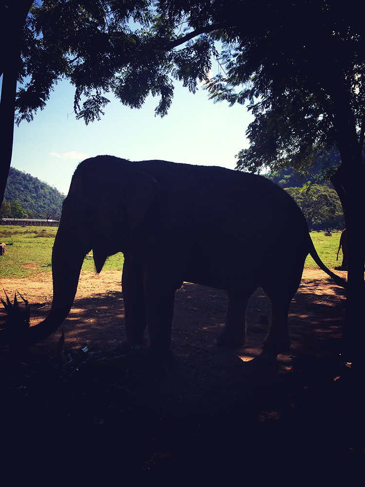 Elefante no Elephant Nature Park, Tailândia