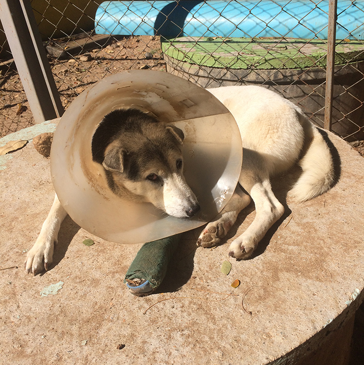 Cachorrinha no Elephant Nature Park