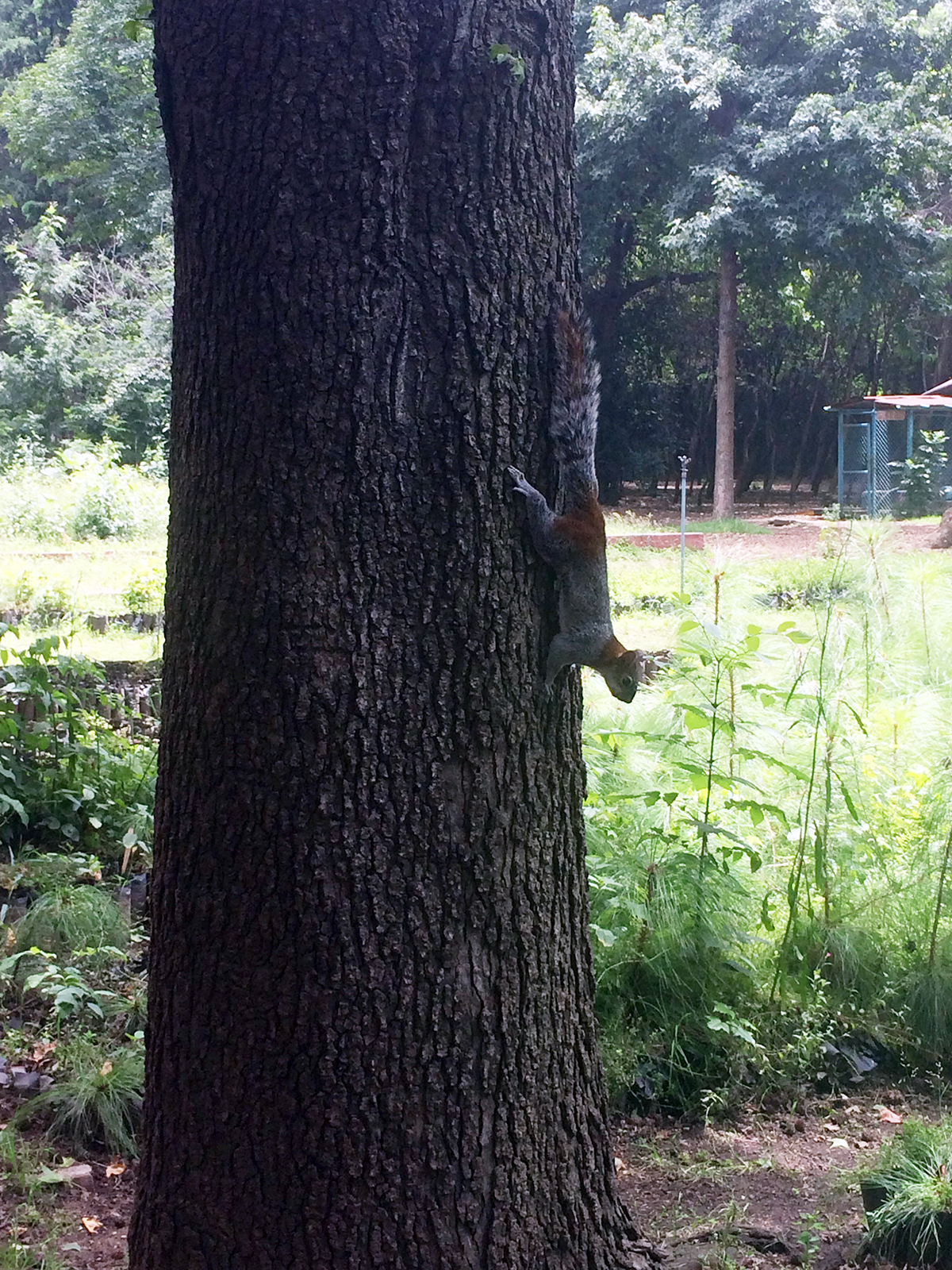 Esquino no parque Viveros de Coyoacán